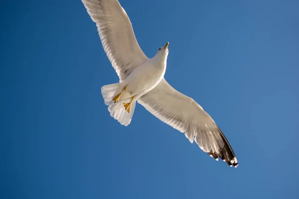 Gaivota Única Voando Fundo Azul Céu — Fotografia de Stock