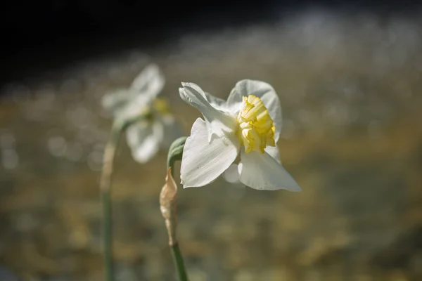 Blommande Vackra Färgglada Naturliga Blommor Sikte — Stockfoto