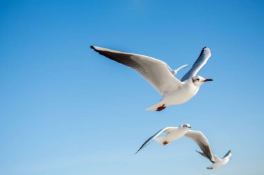 Gökyüzünde uçan bir çift martı.
