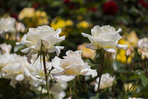Квітучі Красиві Барвисті Троянди Фоні Саду — стокове фото