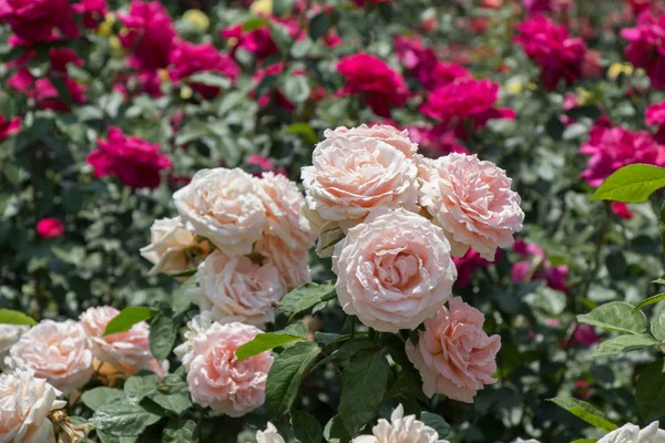 Blühender Schöner Rosenstrauß Frühlingsgarten — Stockfoto