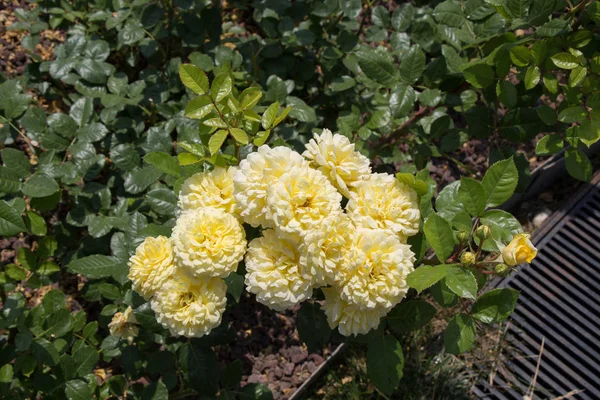 Floraison Beau Bouquet Roses Dans Jardin Printemps — Photo