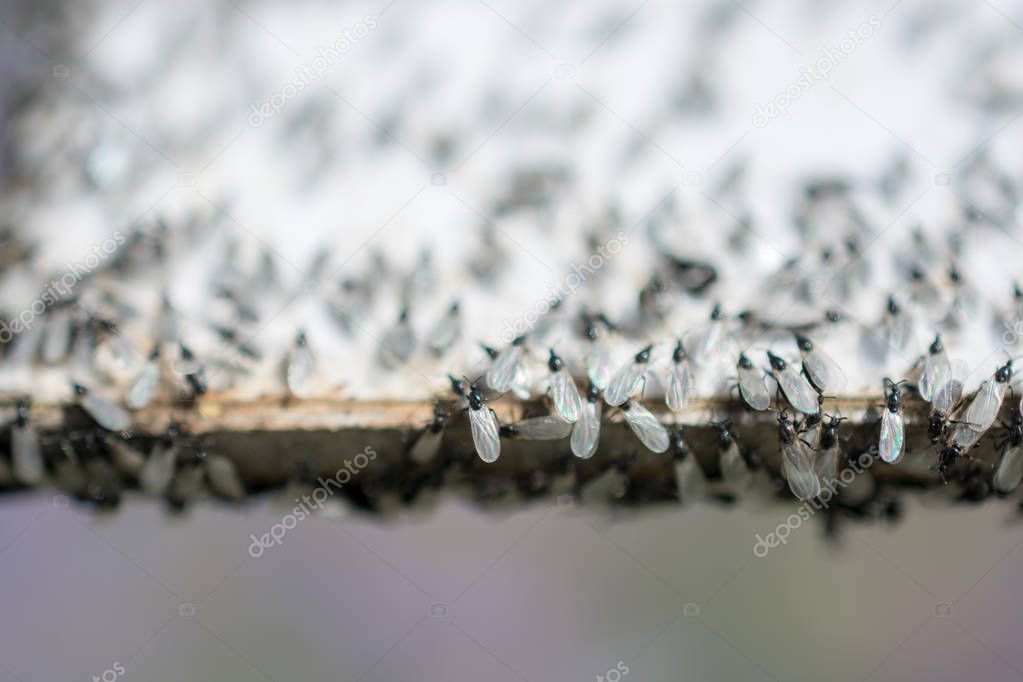 A swarm of flying ants gather on a white background