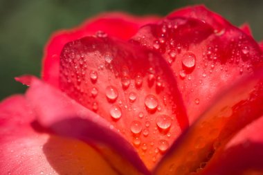 Üzerinde su damlaları olan güzel renkli bir gül.