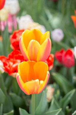 Bahar bahçesinde renkli lale çiçekleri açar.