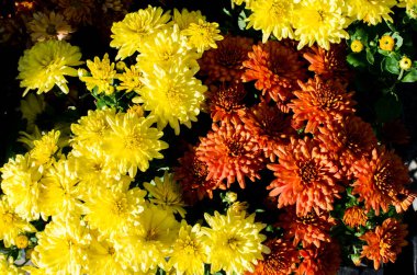 Arka plan olarak güzel taze çiçekler