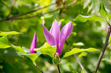 Renkli açan yabani bahar çiçekleri