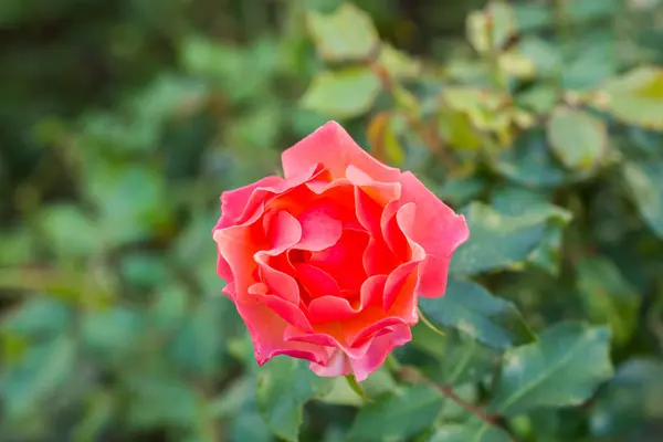 Kwitnące Piękne Kolorowe Róże Tle Natury Ogród — Zdjęcie stockowe