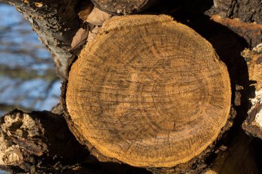 Ağaç gövdesi yüzeyini arkaplan dokusu olarak kes