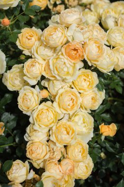 Çiçek arkaplanı gibi güzel renkli güller açıyor.