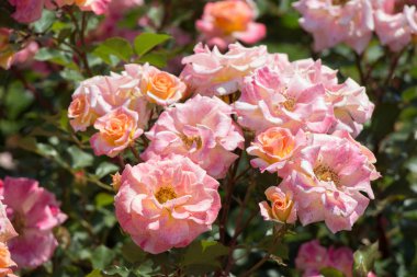 Bahar bahçesinde çiçek açan güzel güller