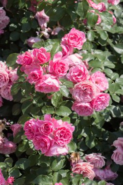 Bahçenin arka planında çiçek açan güzel renkli gül çalısı.