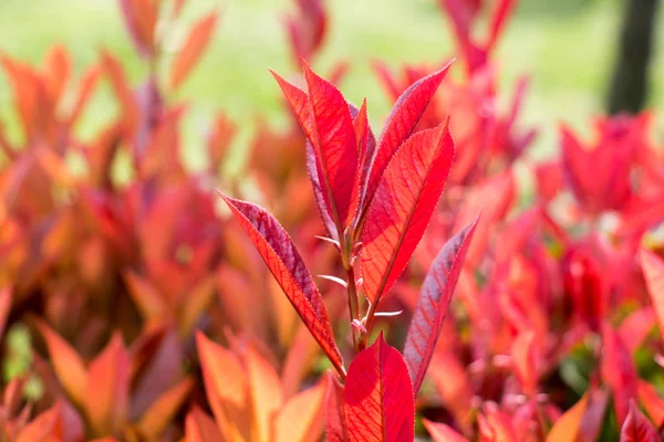 紅葉としての枯木の葉 — ストック写真