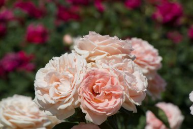 Bahar bahçesinde çiçek açan güzel güller