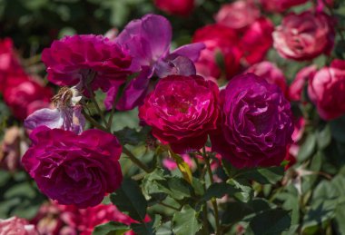 Bahar bahçesinde çiçek açan güzel güller