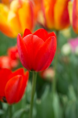 Bahar bahçesinde renkli lale çiçekleri açıyor.