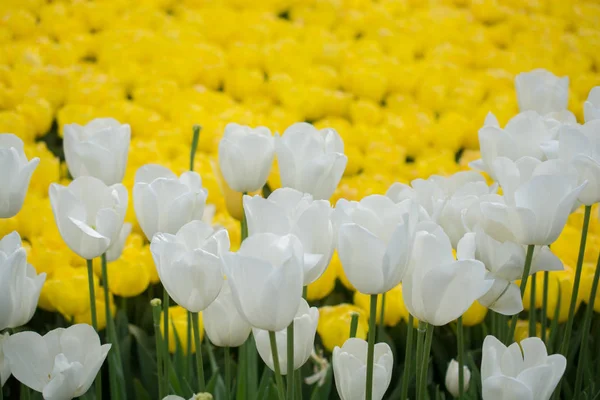 五彩缤纷的郁金香在春天的花园里盛开 — 图库照片