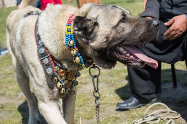 Türk çoban köpeği Kangal 'ı çiftçi köpek olarak yetiştirdi