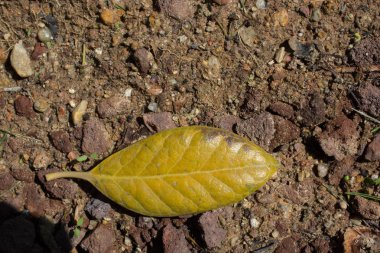 Sonbahar arkaplanı olarak kuru ağaç yaprağı
