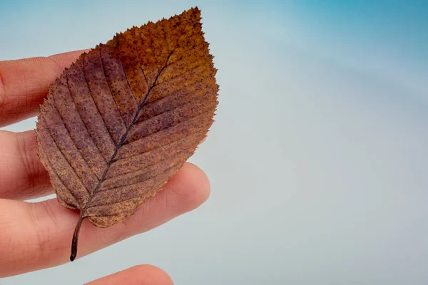 Mano Che Tiene Mano Una Foglia Secca Autunnale Sfondo Bianco — Foto Stock