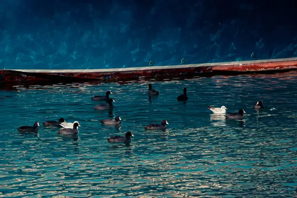 Zwerm Vogels Water Met Een Blauwe Achtergrond — Stockfoto