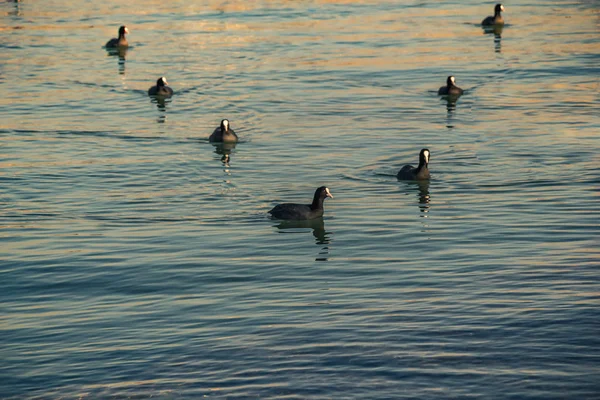 Gruop Pássaros Nadar Calmamente Superfície Mar — Fotografia de Stock