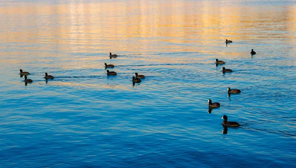 Gruop Birds Swim Calmly Sea Surface — Stock Photo, Image