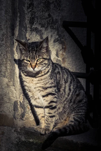 Outro Retrato Gato Rua Sem Teto — Fotografia de Stock