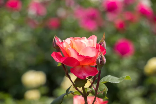Kvetoucí Krásné Barevné Růže Zahradě Příroda Pozadí — Stock fotografie