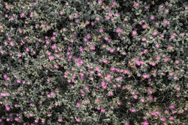 Çiçek açan, doğa geçmişi olan