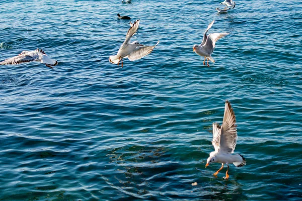Martılar Deniz Sularının Üzerinde Üzerinde — Stok fotoğraf