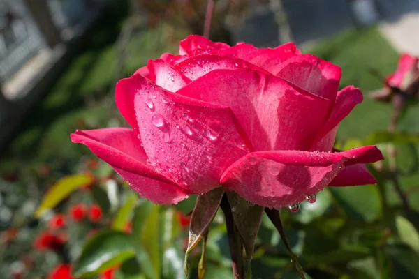 Virágzó Gyönyörű Színes Rózsa Vízcseppek Szirmok — Stock Fotó