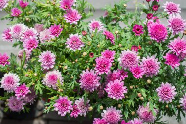 Çiçek açan güzel renkli taze doğal çiçekler.