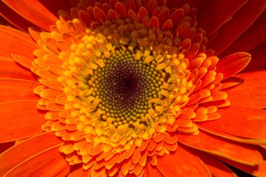 Makro manzaralı güzel renkli doğal bahar çiçekleri