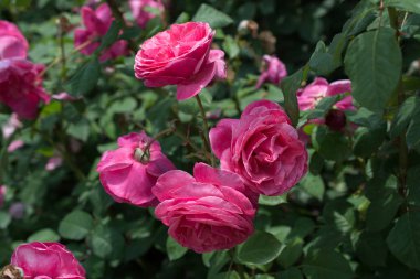 Bahar bahçesinde çiçek açan güzel güller