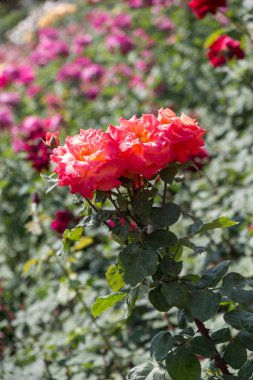 Bahar bahçesinde çiçek açan güzel güller