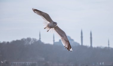 Istanbul Türkiye'de gökyüzünde uçan martılar