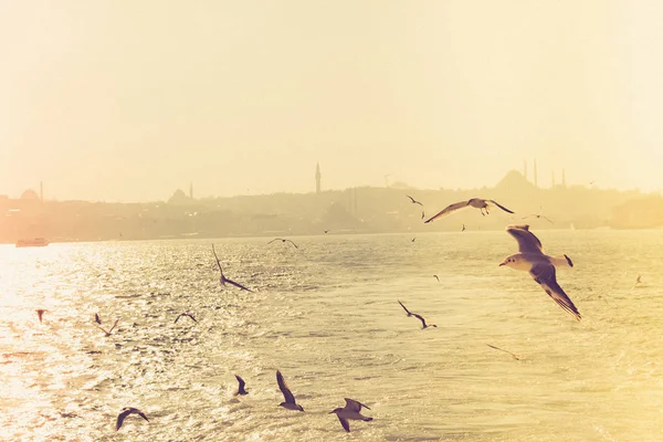 Gabbiani Che Volano Cielo Istanbul Turchia — Foto Stock