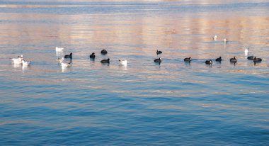 Su yüzeyindeki arka planda su üzerinde kuş sürüsü