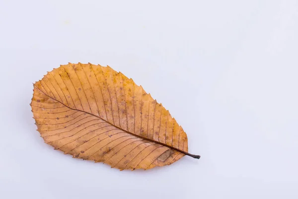 美しい乾燥の秋の葉の白い背景の上に配置 — ストック写真