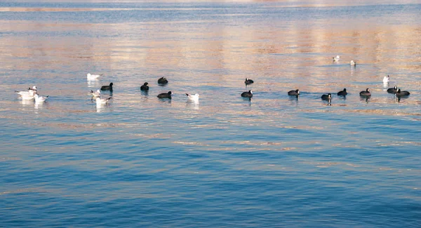 Rebanho Aves Água Com Fundo Superfície Água — Fotografia de Stock