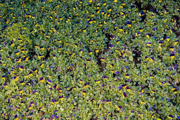 Mooie Verse Bloemen Als Achtergrond Voor Natuur — Stockfoto