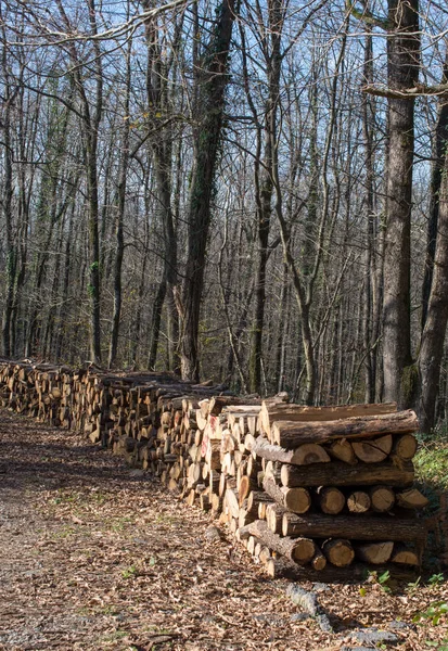 Stapelweise Baumstämme Stapelten Sich Wald — Stockfoto