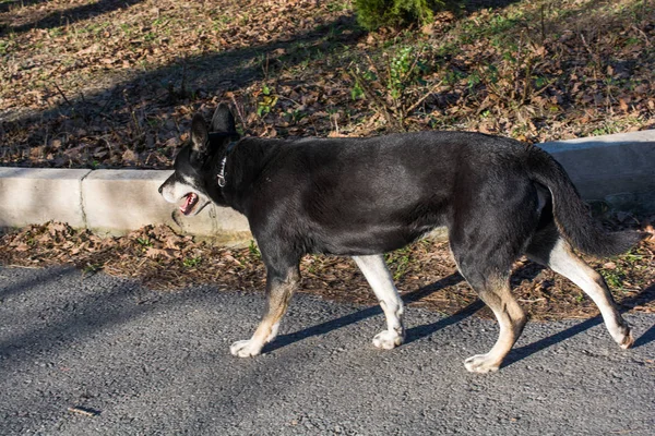 Cani Randagi Senzatetto Strada Come Concetto Solitario — Foto Stock