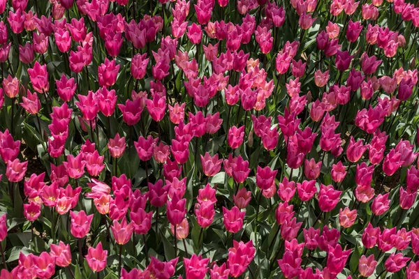 Blühende Bunte Tulpenblumen Garten Als Floraler Hintergrund — Stockfoto