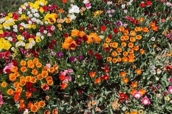Flores Naturais Frescas Coloridas Bonitas Florescendo Vista — Fotografia de Stock