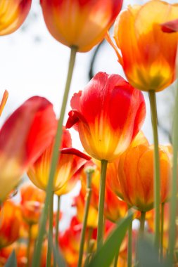 Bahar bahçesinde renkli lale çiçekleri açar.