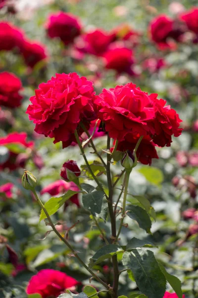 Virágzó Színes Rózsák Kertben Háttér — Stock Fotó