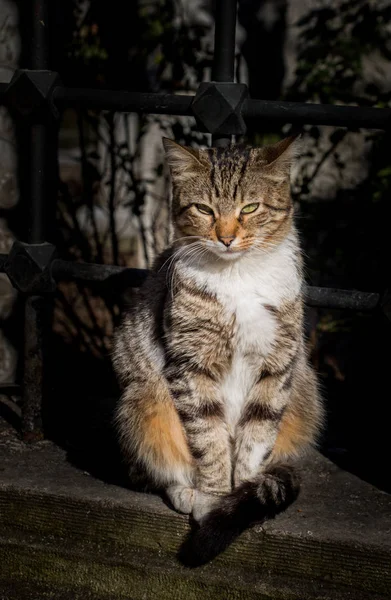 Ännu Ett Porträtt Hemlösa Gatukatter — Stockfoto