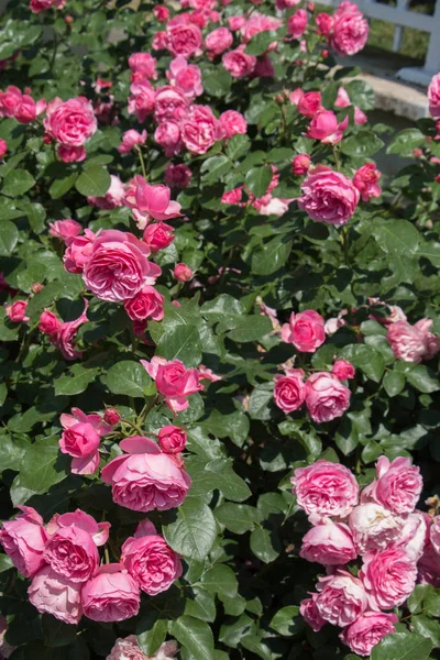 Квітуча Красива Букет Троянд Весняному Саду — стокове фото